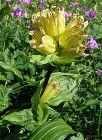 Ho�ec te�kovan�