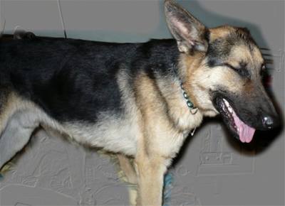 Zárybnická Denisa - zachránění psi - Arfos