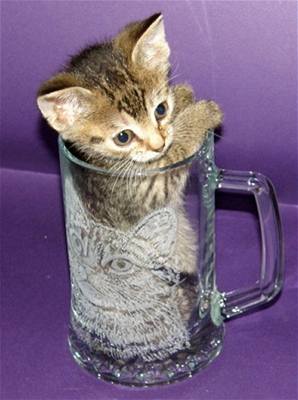 Šrámková - kotě ve sklenici 1