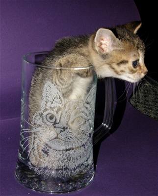 Šrámková - kotě ve sklenici 3