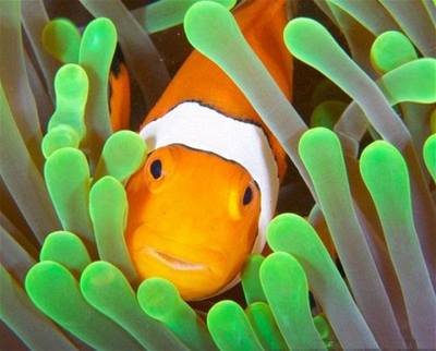 vehla - Austrlie - clownfish 1