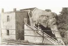 slon Sedlec 