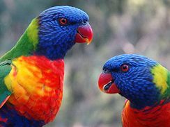 Lorikeets