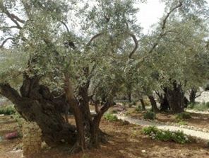 Getsemansk zahrada