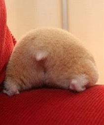 Hamster Butt