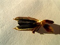Semena v otevené tobolce