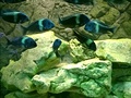 Hejno tlamovců (cichlidy afrických jezer)