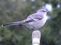 Mockingbird - drozd mnohohlasý