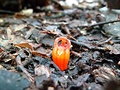 Thismia Roadway, Fairy Lantern, Austrálie