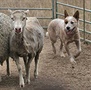 Australský honácký pes hlídající ovce merino v Cambdenu, NSW