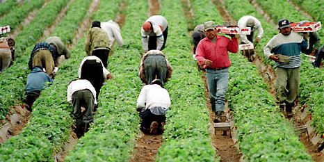 Migrant Farm Workers in England 2