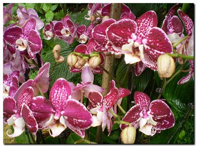 Orchideje v Botanick zahrad Praha - Troja