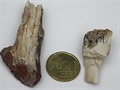 Dva menší zlomky zbytků kosti, na pravém je vidět relativně silná vrstevnatá...