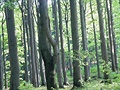3a  stejný les na Pnkavím vrchu