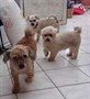 Trojice boloských psík k adopci