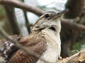 Wren - stízlík, echral si peí