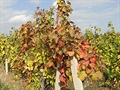 Podzimní vinohrad