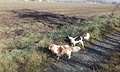 Svtluka s Karamelkou se chystají do pole