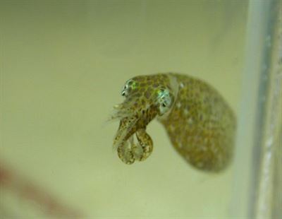 Chobotnice Idiosepius biserialis se pomoc svho lepidla pichytv mosk...
