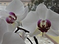 Orchideje doma