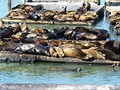 Tuleni v přístavu v San Francisku