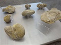 Remeova sbírka - zkamenliny amonit