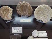 Zkamenliny z Remeovy sbrky