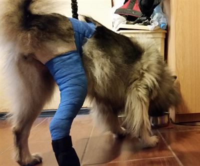 operace artrózy kolene u psa