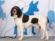 Bernský honicí pes. Světová výstava psů v Lipsku 2017