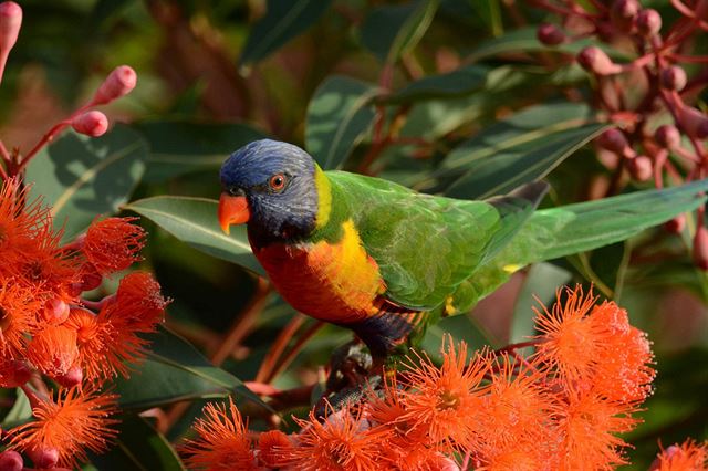 Papoušek snídající na eukalyptu