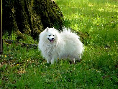 PSI: Bílí špicové - Neviditelný pes