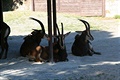 Antilopa vraná (naše ZOO je vrací do přírody). Zoo Dvůr Králové.