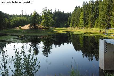 Smrdut bahenn jezrko. esk Kanada, Jindichohradecko, ervenec 2017