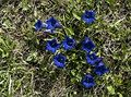 Hoec bezlodyný, Gentiana acaulis