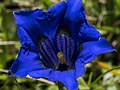 Hoec bezlodyný, Gentiana acaulis