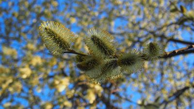 Kocou�i, jaro 2019