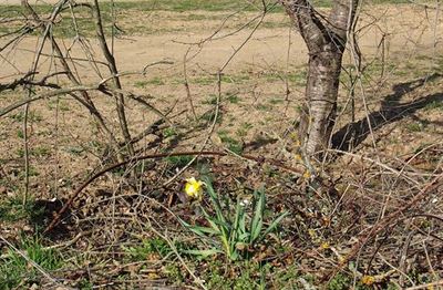 Oputn narcis, jaro 2019