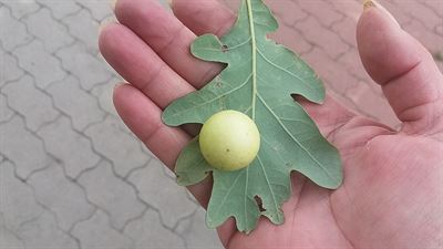 Utrhla jsem si ji a dala do vziky v kanceli spolen s nakami habru. Z...