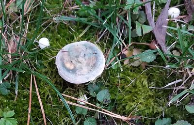 roda na Hanspaulce  na zahrad sklzme ryzce. Jsou to jedin houby, kter...