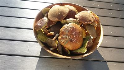 �roda na Dalmatinovem � houby ze zahrady. Do lesa bych se v�bec nemusela...