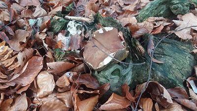 P�ece jen jsem do lesa vyrazila. Najdi houbu level 1. ��jen 2019