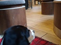 Sonny v kavárn. Bernský honicí pes.