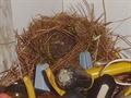 Stízlíci si postavili hnízdo na roubovácích za pipravenou budkou