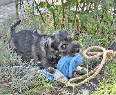 Nkdo zapomnl uklidit provaz a hadr, kterm bylo pedtm cosi pivzno na...