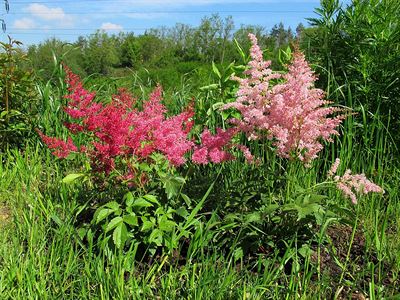 la jsem kolem kvtinstv... Astilbe