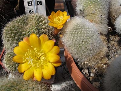 Rebutia