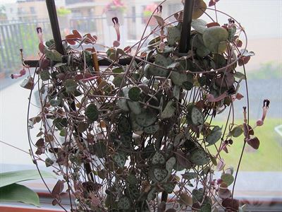 Sv�cn�k - Ceropegia