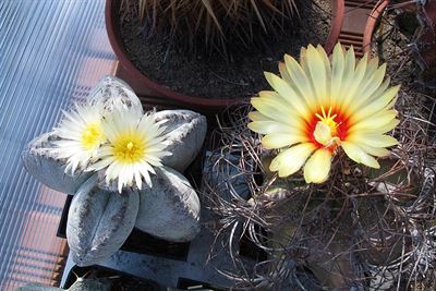 Astrophytum