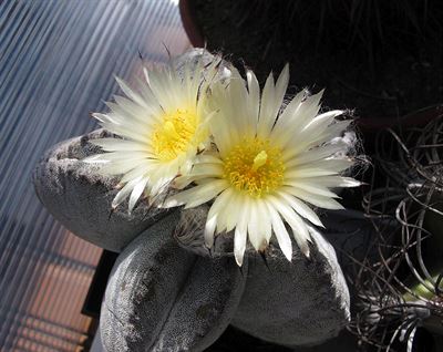 Astrophytum