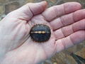 Dne 3. 11. 2019 jsem nala novorozenou elviku (box turtle)